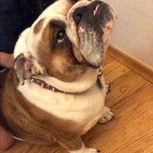 Meet your Posher, Henry